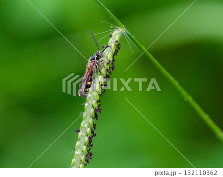 イネ科シマスズメノヒエの穂に止まるツチバチ科ヒメハラナガツチバチ 132110362