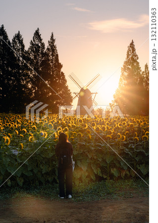 あけぼの山農業公園のひまわり畑と風車と女性（朝） 132110363