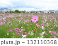 曇り空の下で咲き乱れる広大なコスモス畑とその向こうに見える住宅地 132110368