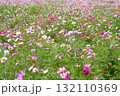 一面満開に咲くピンク色のコスモス畑 132110369