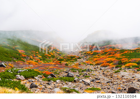 ガスに覆われる乗鞍エコーライン沿いの紅葉（2025） 132110384