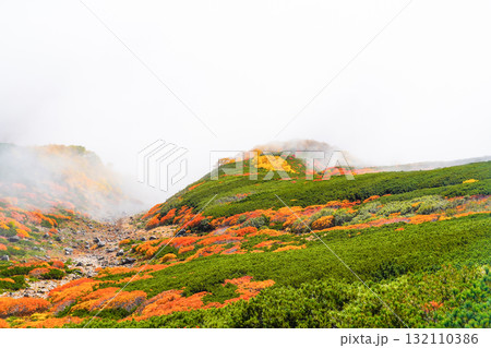 ガスに覆われる乗鞍エコーライン沿いの紅葉（2025） 132110386