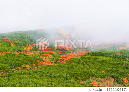 ガスに覆われる乗鞍エコーライン沿いの紅葉（2025） 132110417