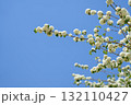青空に向かって伸びるコデマリの花 132110427