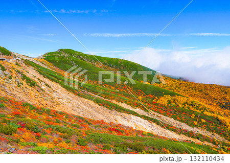 乗鞍エコーライン沿いの紅葉（2025） 132110434