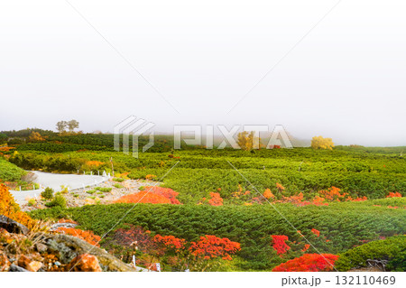 ガスに覆われる乗鞍エコーライン沿いの紅葉（2025） 132110469