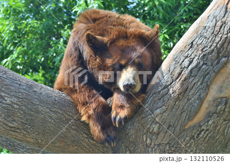 アメリカクロクマ 132110526