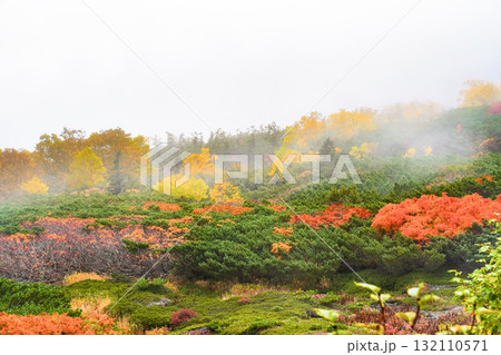 ガスに覆われる乗鞍エコーライン沿いの紅葉（2025） 132110571
