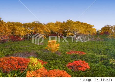 乗鞍エコーライン沿いの紅葉（2025） 132110614