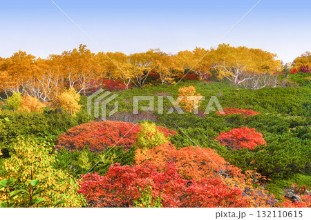 乗鞍エコーライン沿いの紅葉(2025) 乗鞍エコーライン沿いの紅葉(2025) 132110615