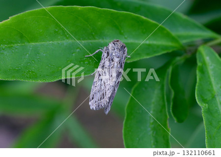 ハスモンヨトウ 132110661