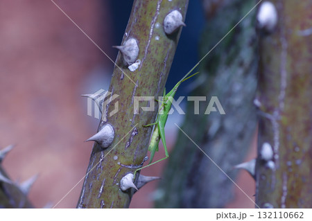 オンブバッタ 132110662