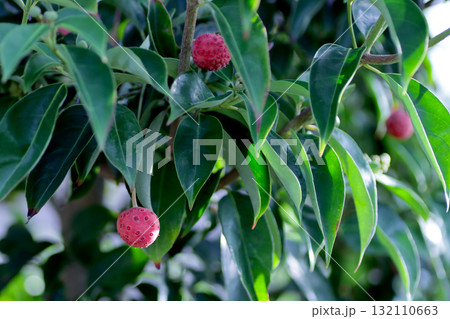 常緑ヤマボウシの実 常緑ヤマボウシの実 132110663