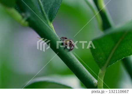 ハエトリグモの仲間 ハエトリグモの仲間 132110667