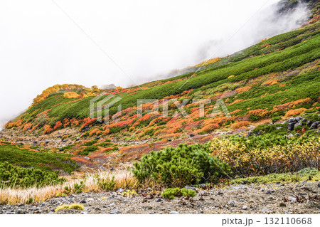 ガスに覆われる乗鞍エコーライン沿いの紅葉（2025） 132110668