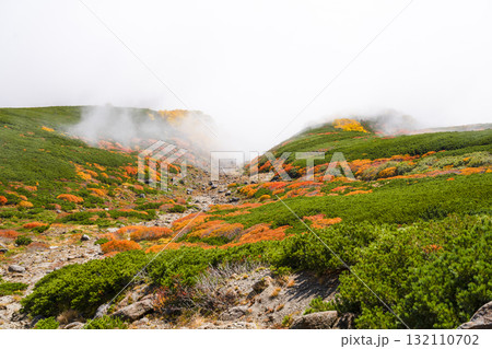 ガスに覆われる乗鞍エコーライン沿いの紅葉（2025） 132110702