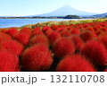 真っ赤に紅葉したコキアと富士山（富士大石花テラス） 132110708