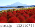 富士大石花テラスのコキアと富士山の秋景色 132110754