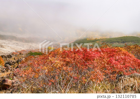 ガスに覆われる乗鞍エコーライン沿いの紅葉（2025） 132110785