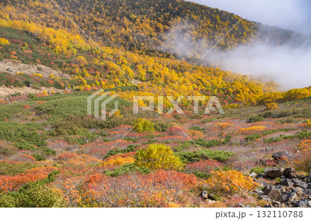 ガスに覆われる乗鞍エコーライン沿いの紅葉(2025) ガスに覆われる乗鞍エコーライン沿いの紅葉(2025) 132110788