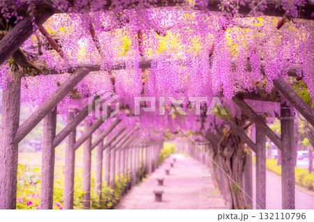 春の花「藤の花」藤棚が美しい 132110796