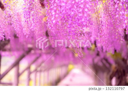 春の花「藤の花」藤棚が美しい 132110797