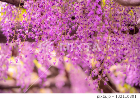 春の花「藤の花」藤棚が美しい 132110801