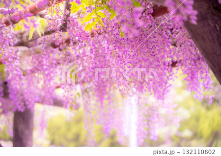 春の花「藤の花」藤棚が美しい 132110802