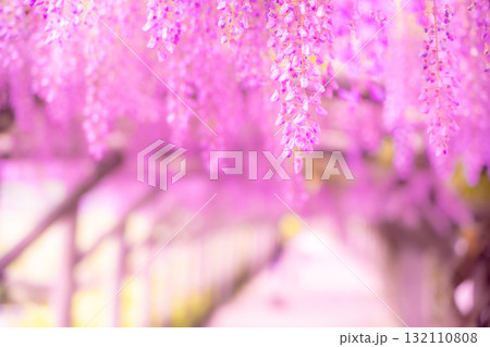 春の花「藤の花」藤棚が美しい 春の花「藤の花」藤棚が美しい 132110808