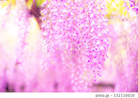 春の花「藤の花」藤棚が美しい 132110810