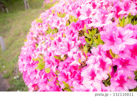 春の花ツツジ 春の花ツツジ 132110811