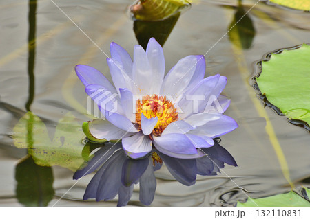 ムラサキシキブ 132110831