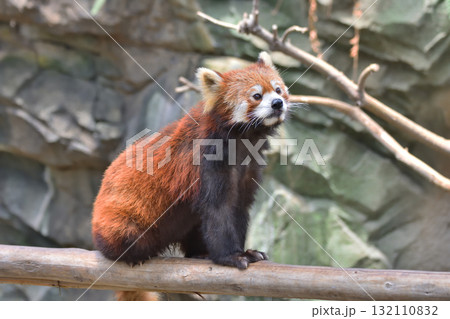 レッサーパンダ 132110832