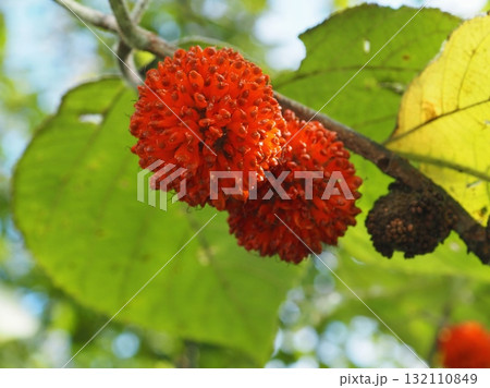 コウゾの実（20251010131644） 132110849