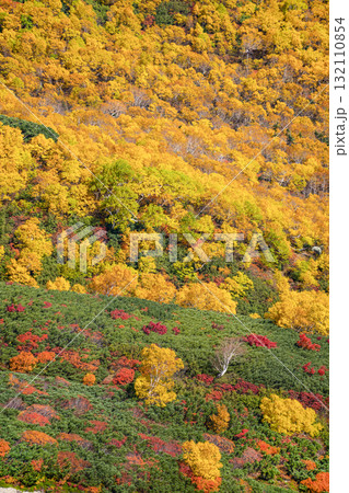 乗鞍エコーライン沿いの紅葉（2025） 132110854