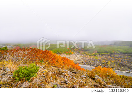 ガスに覆われる乗鞍エコーライン沿いの紅葉（2025） 132110860