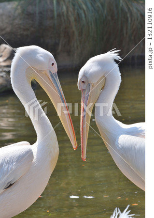 モモイロペリカン 132110916