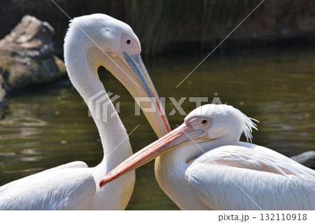 モモイロペリカン 132110918