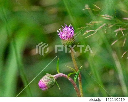 キク科キセルアザミの花 132110919