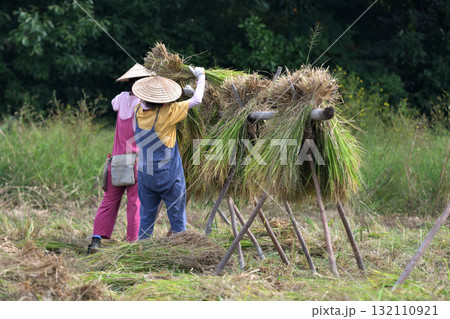 稲刈り 自然乾燥派農家の作業風景 稲刈り 自然乾燥派農家の作業風景 132110921
