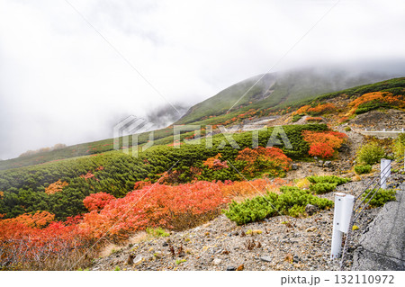 ガスに覆われる乗鞍エコーライン沿いの紅葉(2025) ガスに覆われる乗鞍エコーライン沿いの紅葉(2025) 132110972