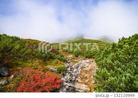 ガスに覆われる乗鞍エコーライン沿いの紅葉（2025） 132110999