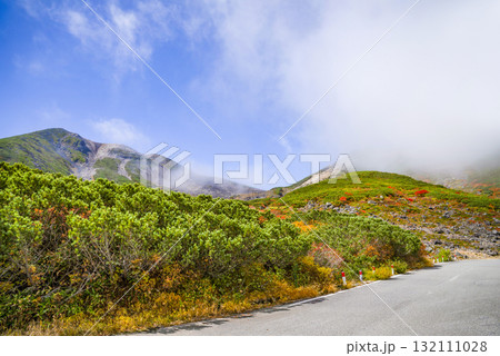 ガスに覆われる乗鞍エコーライン沿いの紅葉（2025） 132111028