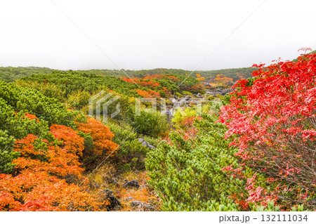 ガスに覆われる乗鞍エコーライン沿いの紅葉（2025） 132111034