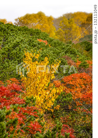 ガスに覆われる乗鞍エコーライン沿いの紅葉(2025) ガスに覆われる乗鞍エコーライン沿いの紅葉(2025) 132111049