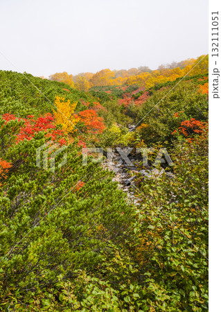 ガスに覆われる乗鞍エコーライン沿いの紅葉（2025） 132111051