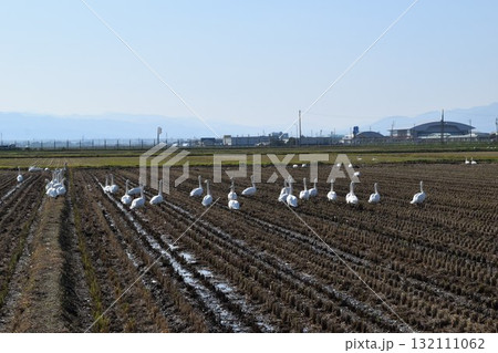 飛来してきた白鳥 山形県庄内 132111062