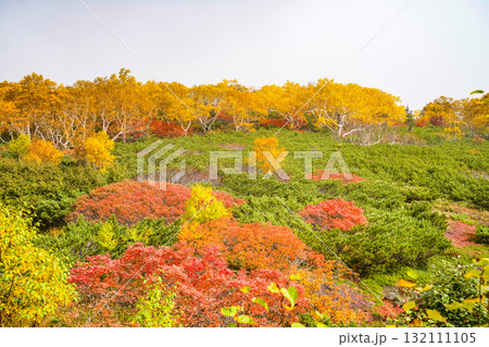 乗鞍エコーライン沿いの紅葉（2025） 132111105