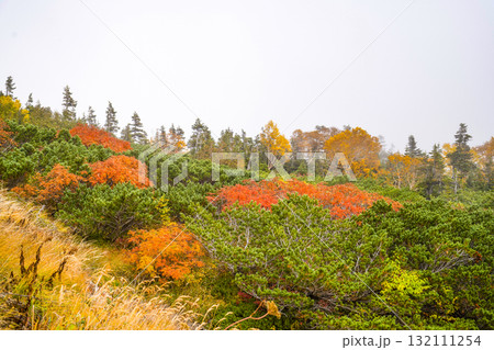 乗鞍エコーライン沿いの紅葉(2025) 乗鞍エコーライン沿いの紅葉(2025) 132111254