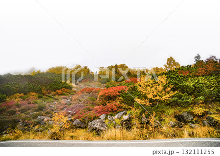 乗鞍エコーライン沿いの紅葉（2025） 132111255